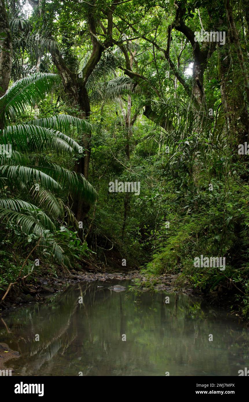 La forêt du parc national de Camino de Cruces est caractérisée par une végétation dense, des arbres imposants et des sous-bois luxuriants. Banque D'Images