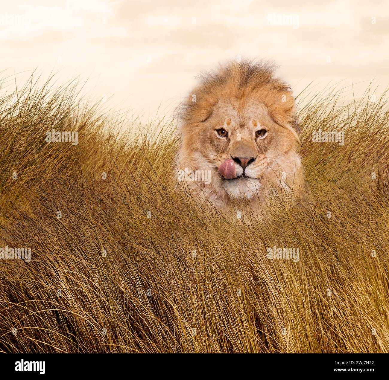 Un lion affamé lèche ses lèvres dans les hautes herbes dans une interprétation humoristique des métaphores du lion telles que le danger, le risque et la puissance. Banque D'Images