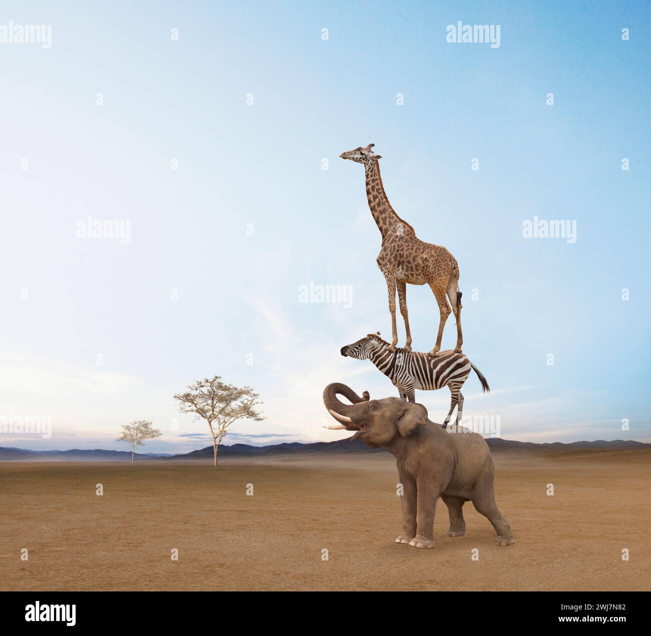 Une girafe se tient sur le dos d'un zèbre qui se tient sur le dos d'un éléphant dans une image sur le travail d'équipe, la vision et la coopération. Banque D'Images