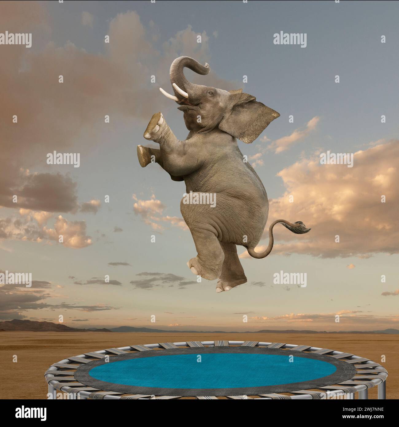 Un éléphant drôle saute avec enthousiasme sur un trampoline dans une image sur des compétences inattendues, l'agilité et l'équilibre. Banque D'Images