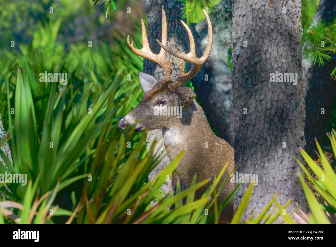 Un majestueux buck à 9 points se dresse fièrement au milieu de la forêt tranquille, une présence royale au cœur de tous Andrews State Park. Banque D'Images