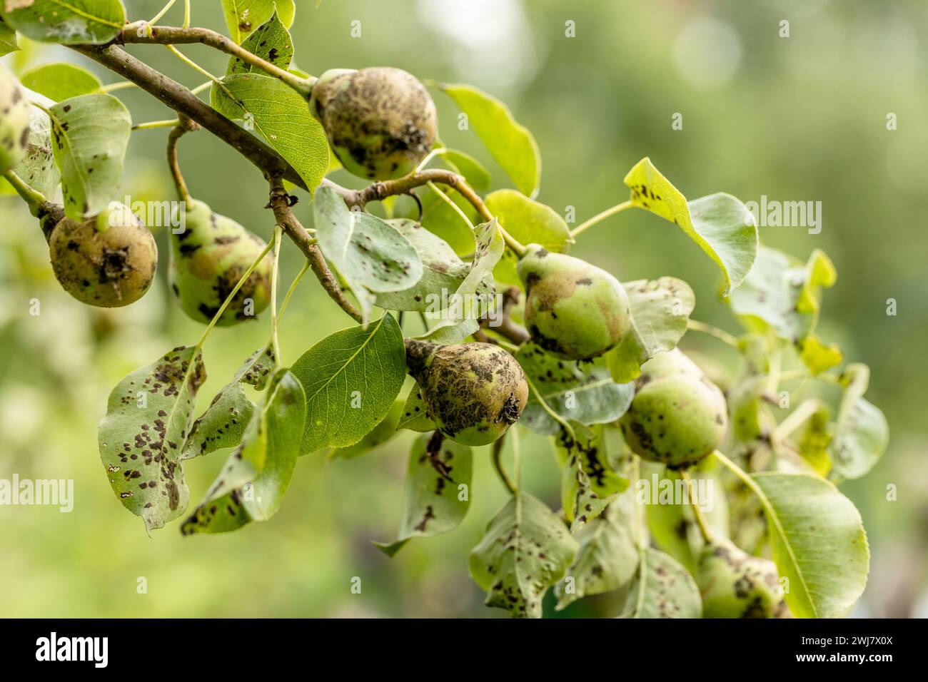 Fruits de poire affectés par la gale du pommier Venturia inaequalis. Problèmes avec le jardin Banque D'Images