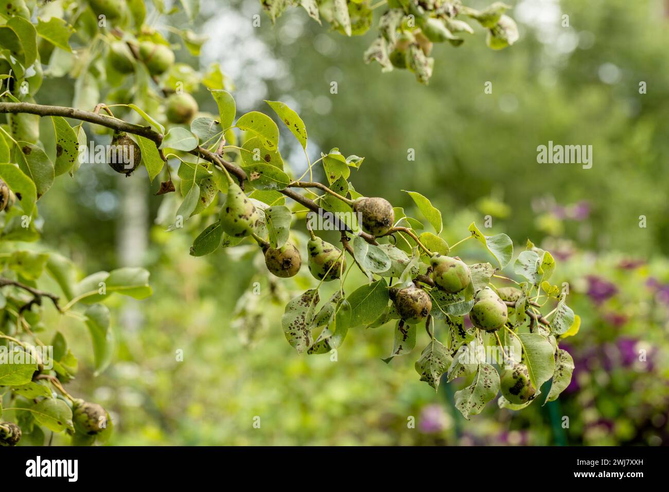 Fruits de poire affectés par la gale du pommier Venturia inaequalis. Problèmes avec le jardin Banque D'Images