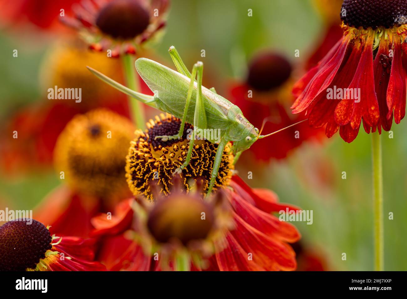 Grande sauterelle verte sur des fleurs d'hélium rouge dans le jardin Banque D'Images
