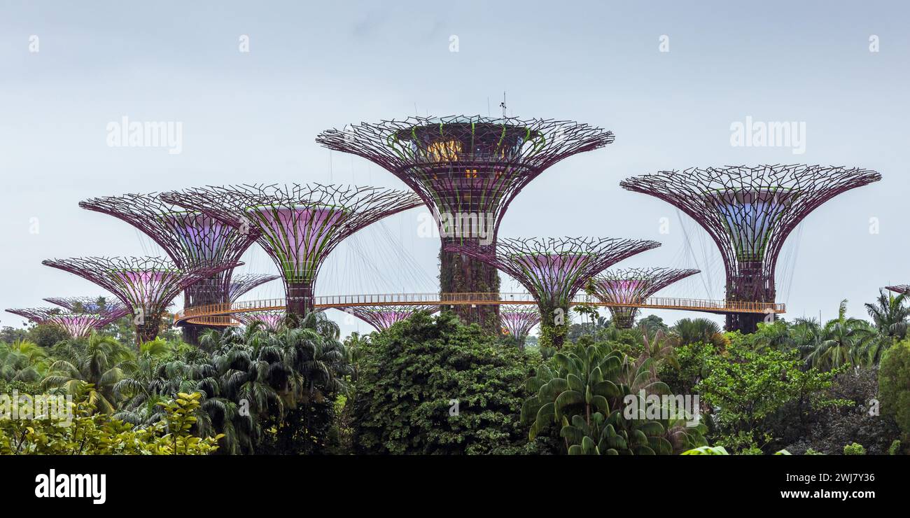 Jardins à Supertrees by the Bay, Singapour Banque D'Images