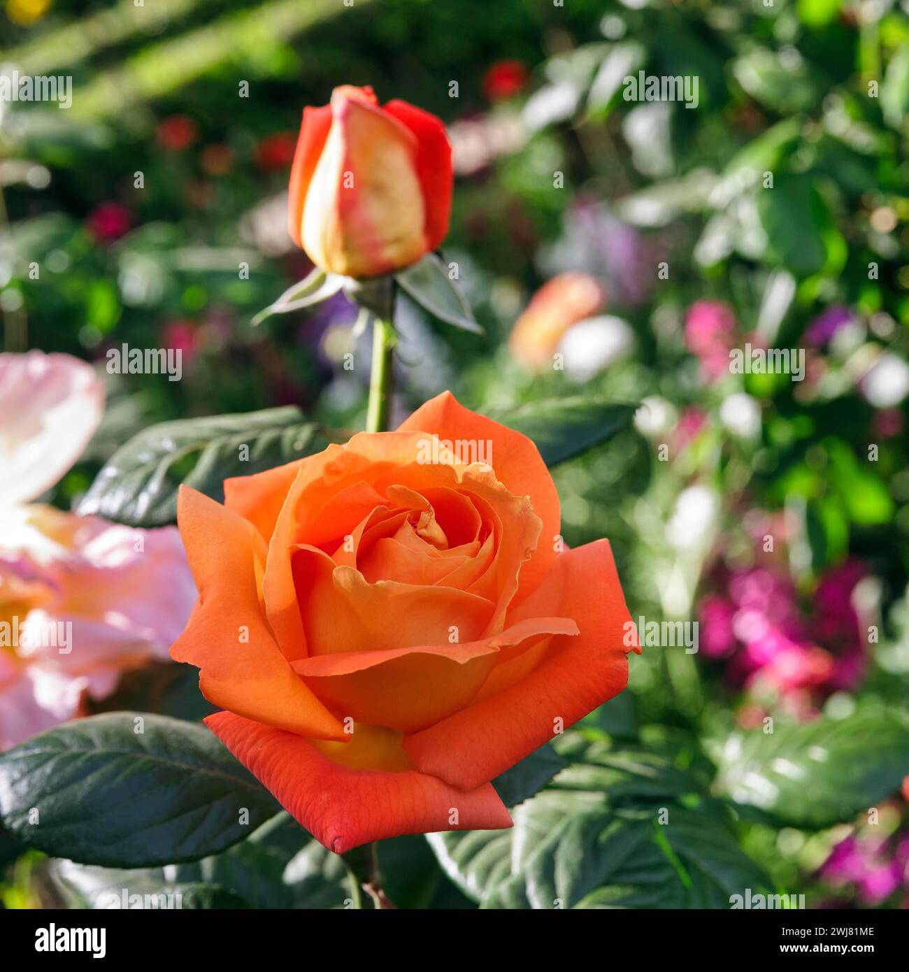 Fleur d'oranger d'une rose (Rosa) au printemps, jardins, jardins du Generalife, Alhambra, Grenade, Espagne Banque D'Images