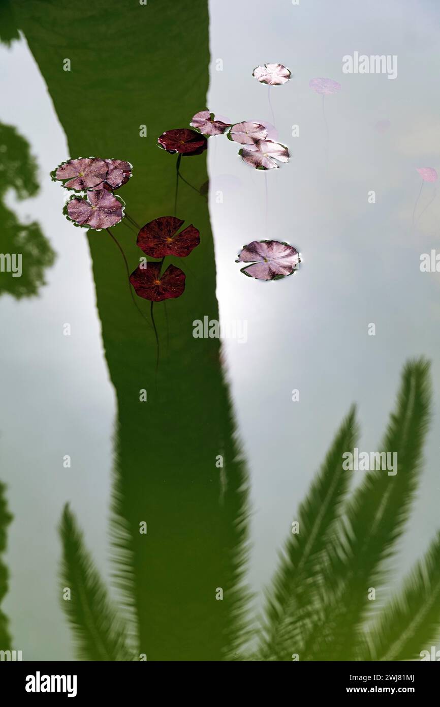 Feuilles de nénuphar sur un étang, ombre projetée par un palmier, symbolisant le silence, la contemplation, la sérénité, les jardins de l'Alhambra, Grenade, Espagne Banque D'Images