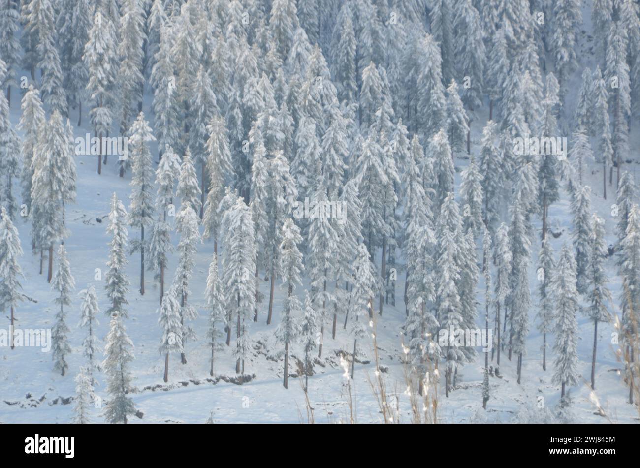 journée ensoleillée après une chute de neige abondante dans naran kaghan images Banque D'Images