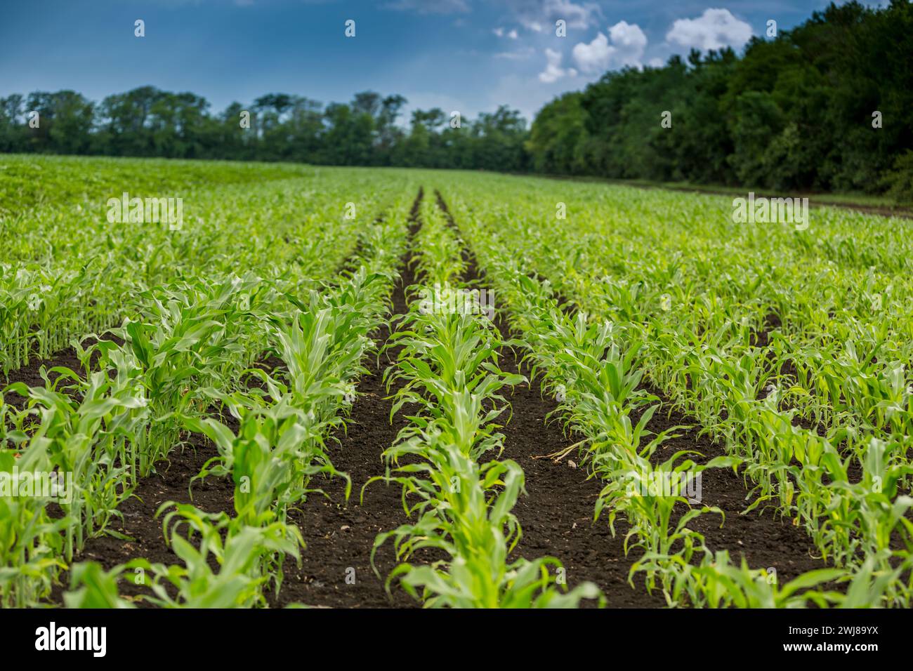 Semis de maïs dans le jardin agricole avec ciel bleu Banque D'Images