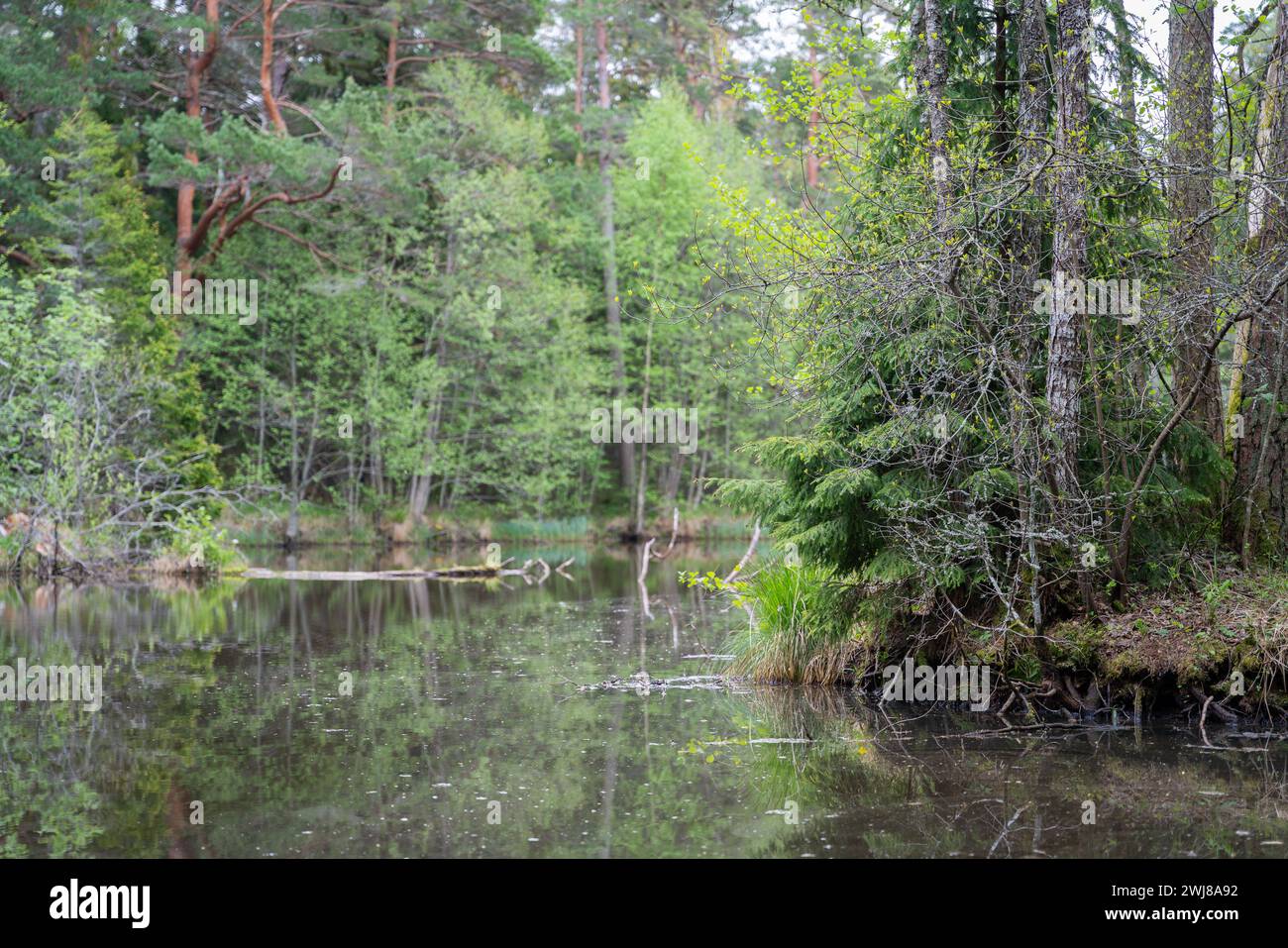 Épicéas sur la rive du lac. Paysage de la vieille forêt au bord du lac. Lac dans la forêt. Mise au point sélective. Banque D'Images