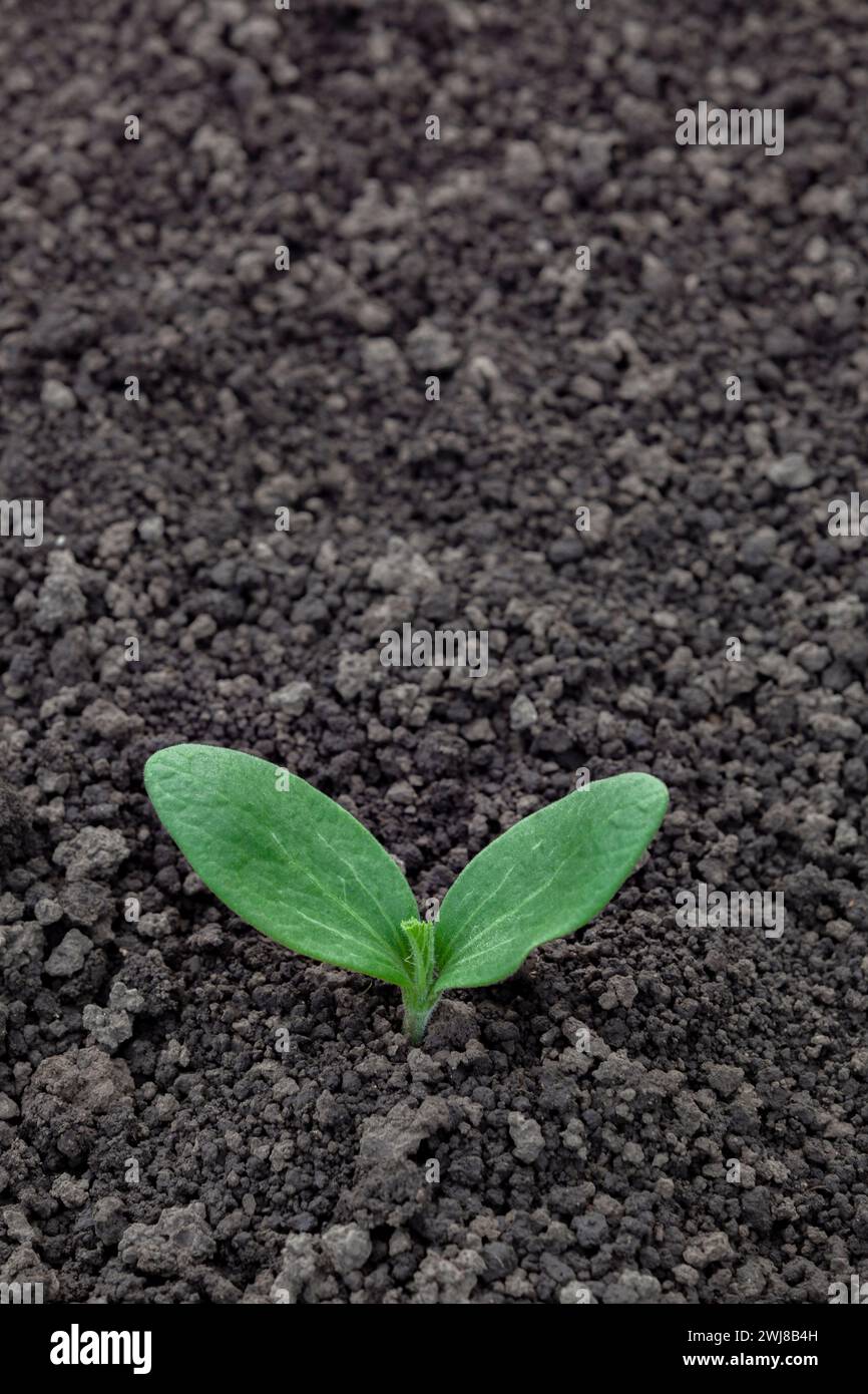 Germe de tournesol. Les premières feuilles de la plante. Concept de début et de soins. Copier l'espace. Banque D'Images