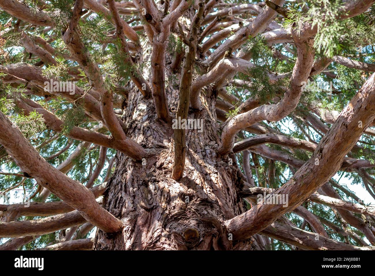 Sequoiadendron giganteum ou séquoia géant dans le parc du Palais Massandra. Massandra, Crimée Banque D'Images