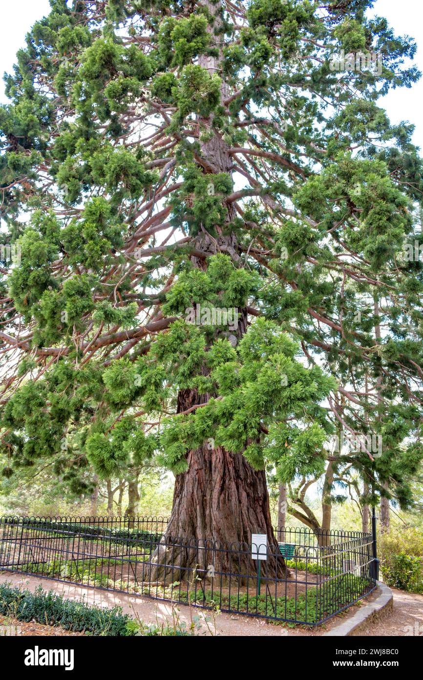 Sequoiadendron giganteum ou séquoia géant dans le parc du Palais Massandra. Massandra, Crimée Banque D'Images