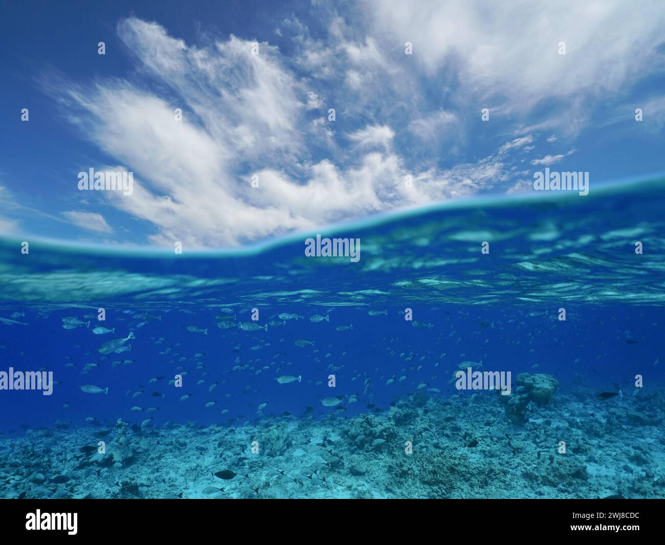 Océan paysage marin, ciel bleu avec nuages et récif avec école de poissons sous l'eau, vue divisée à moitié au-dessus et sous l'eau, scène naturelle, Pacifique sud Banque D'Images