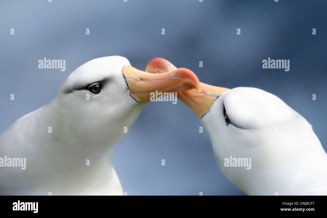 couple d'albatros à sourcils noirs engagé dans un comportement de cour Banque D'Images