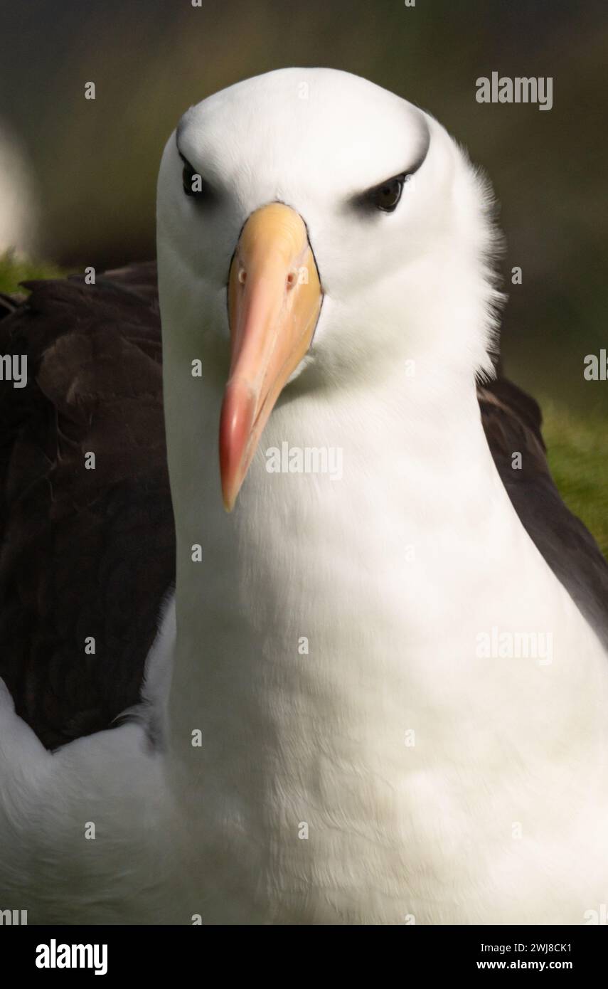 Albatros à sourcils noirs (Thalassarche melanophris) gros plan Banque D'Images