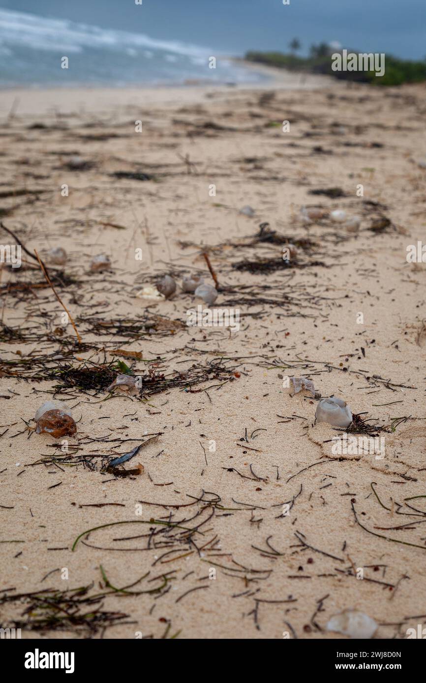 Les débris de tempête ont été emportés sur le rivage par un ouragan, endommageant également les nids de tortues. Banque D'Images