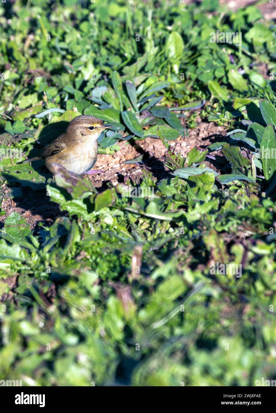 Le Chiffchaff commun (Phylloscopus collybita) observé dans le parc El Retiro, Madrid, est un petit oiseau migrateur connu pour son « chiff-paillette » caractéristique Banque D'Images