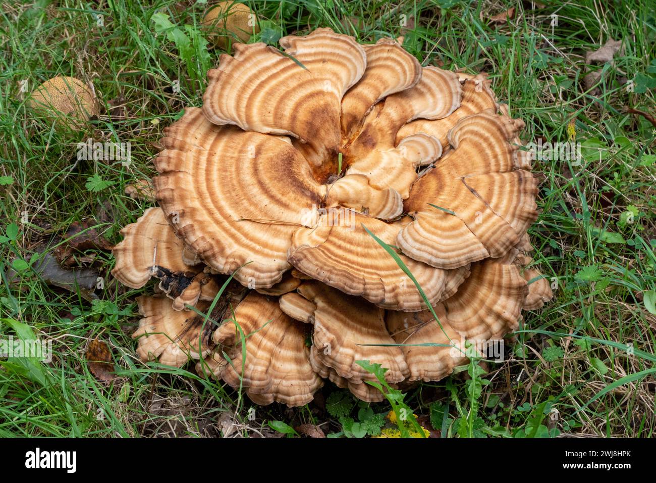 tabouret géant ou meripilus giganteus Banque D'Images