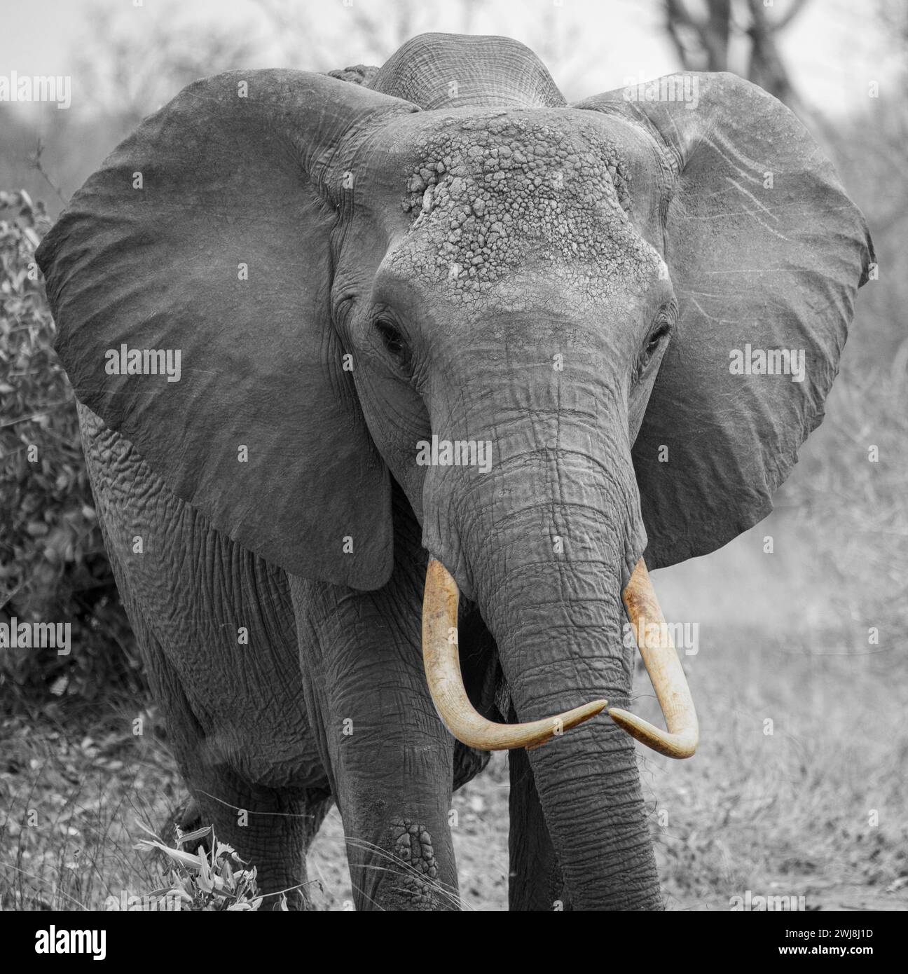 éléphant en blak&white Banque D'Images