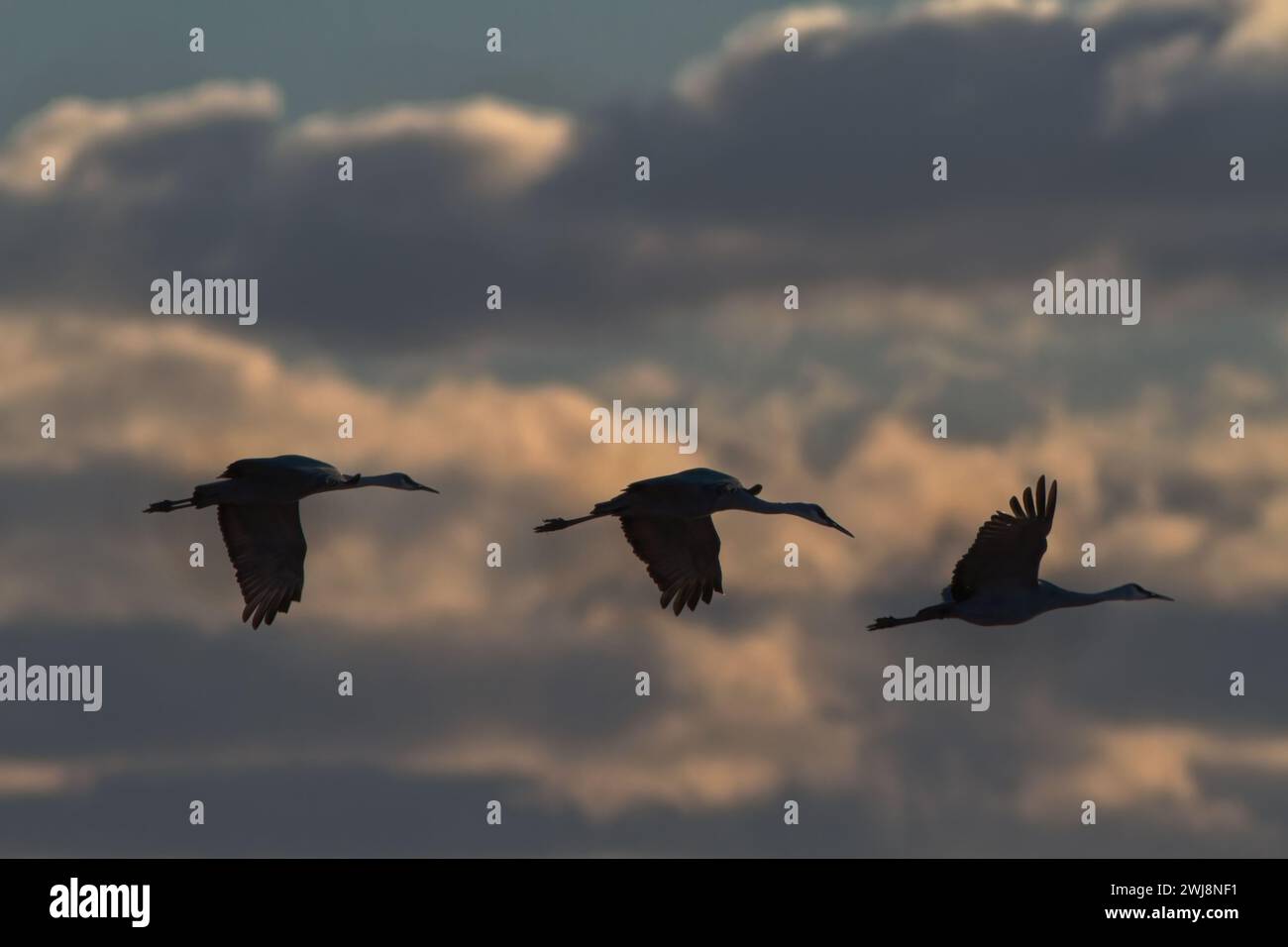 Silhouettes subtiles de trois grues de Sandhill en vol tôt à l'aube à travers des nuages en arrière-plan bokeh à Bernardo Wildlife Area dans le comté de Socorro, New Me Banque D'Images