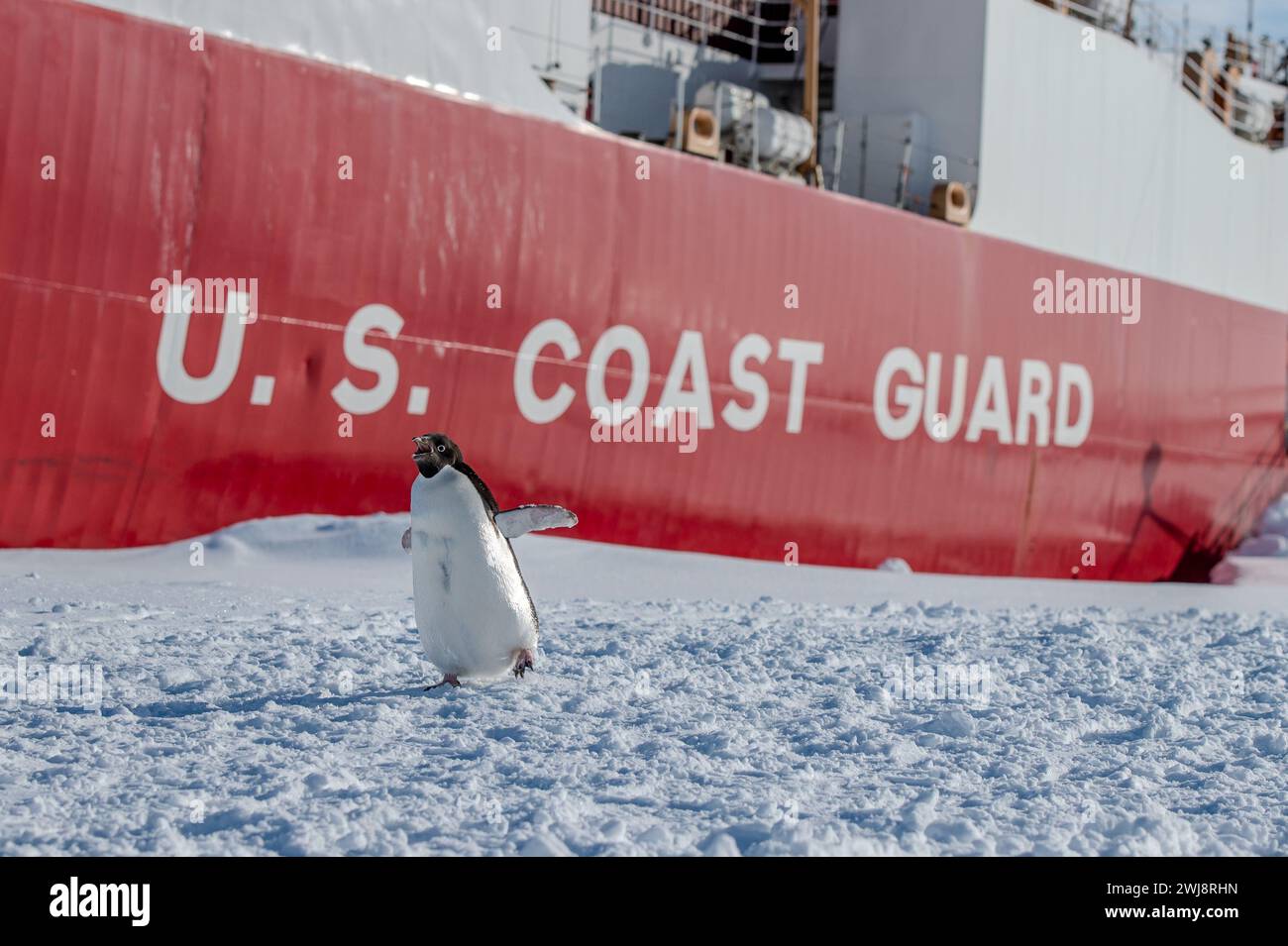 Un pingouin Adélie est vu se dandiner à côté de l'étoile polaire du Cutter de la Garde côtière américaine (WAGB 10) tandis qu'à côté de la plate-forme de glace Ross, Antarctique, le 3 février 2024. Chaque année, une équipe conjointe et totale travaille ensemble pour mener à bien une opération Deep Freeze Season. Les membres actifs, de la Garde et de la réserve de l'armée de l'air américaine, de l'armée de terre, de la garde côtière et de la marine travaillent ensemble pour forger une force opérationnelle interarmées-forces de soutien Antarctique qui perpétue la tradition de soutien militaire américain au programme antarctique des États-Unis. (Photo de la Garde côtière américaine par le maître de 2e classe Ryan graves) Banque D'Images