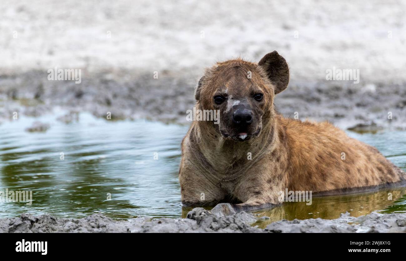 Hyena, manquant une oreille, prenant un bain dans une flaque. Banque D'Images