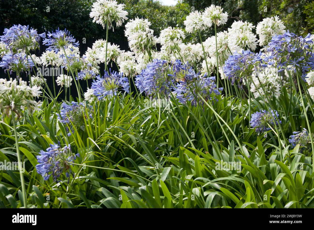 Agapanthus fleurissant dans un jardin public, Brighton, Melbourne, Australie Banque D'Images