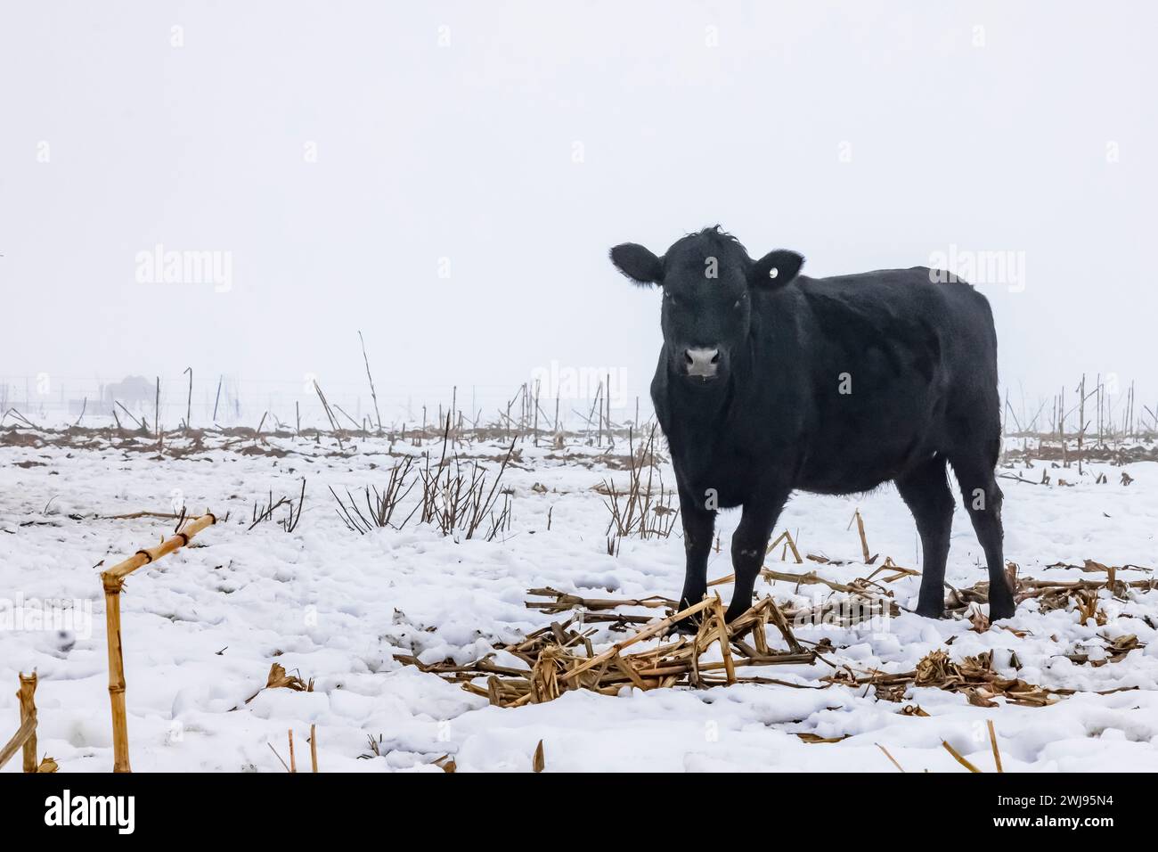 Vache amish se nourrissant dans un champ de maïs récolté dans le comté de Mecosta, Michigan, États-Unis Banque D'Images