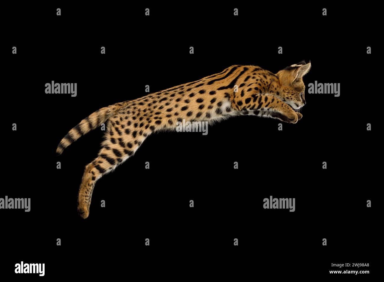 Chat Serval capturé Mid-Leap isolé sur fond noir en studio Banque D'Images