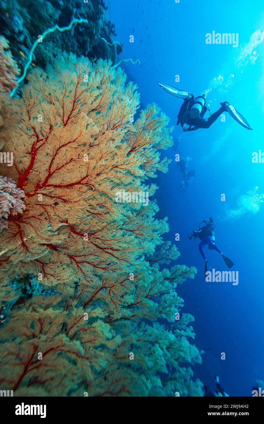 Grand fan de mer avec plongeurs explorant le paysage d'un récif de corail dans les eaux tropicales bleues Banque D'Images