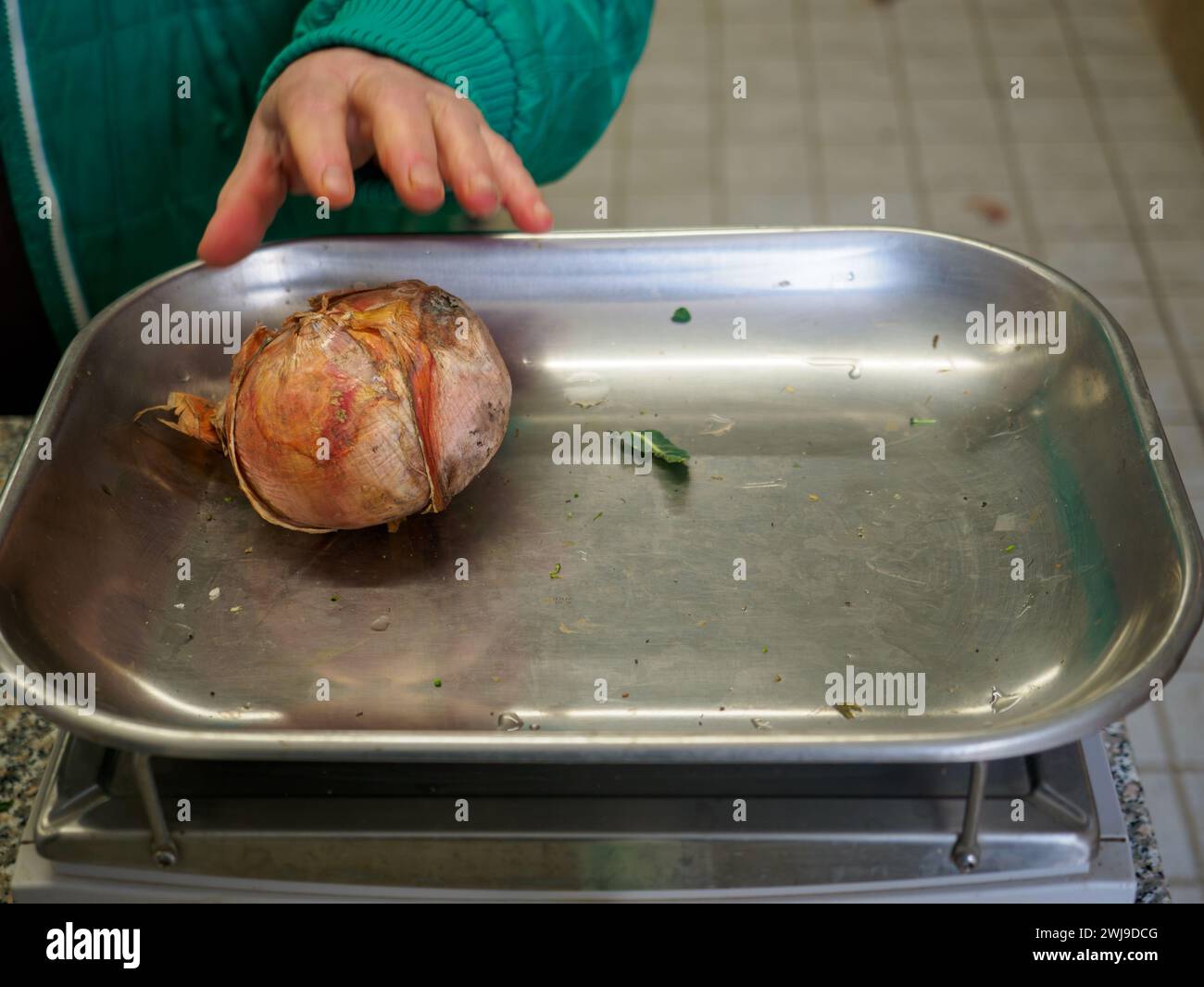 le vendeur de femme senior pèse gros oignon rose organique dans une balance à l'image haute résolution de magasin de détail Banque D'Images