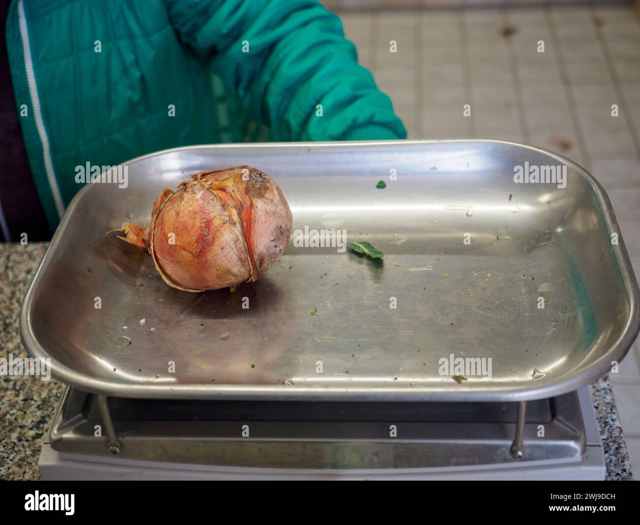 le vendeur de femme senior pèse gros oignon rose organique dans une balance à l'image haute résolution de magasin de détail Banque D'Images