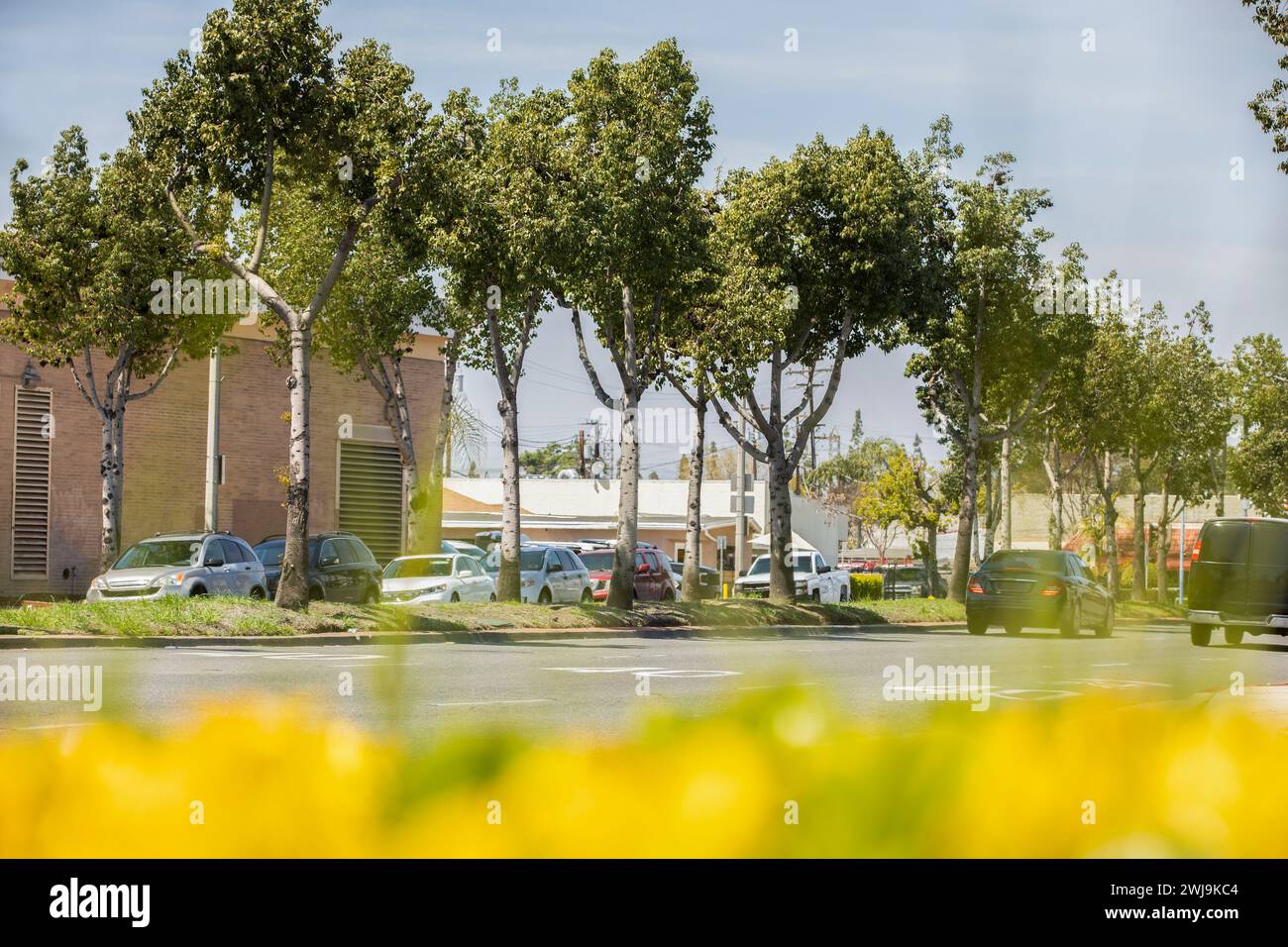 Vue encadrée de fleurs et d'arbres du noyau urbain du centre-ville de Bell Gardens, Californie, États-Unis. Banque D'Images