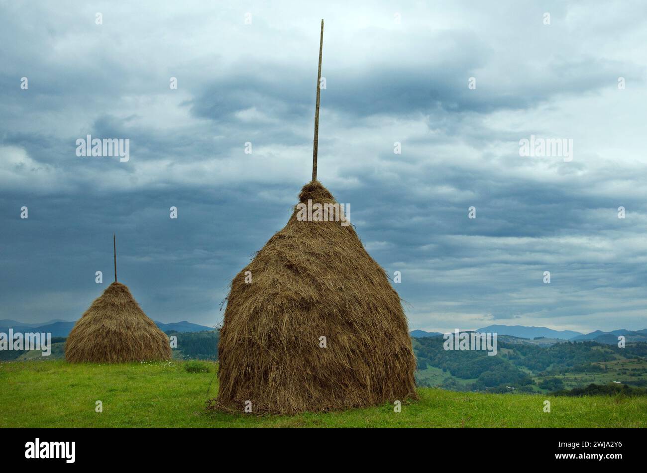 Botte de foin, agriculture traditionnelle, sur les collines du comté d'Alba Iulia, Roumanie Banque D'Images
