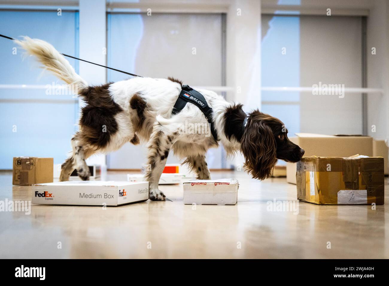 ILLUSTRATION - Un chien renifleur suit une piste odorante lors d'une démonstration par l'équipe Hit and Run Post (HARPE). Ce partenariat entre la police, le ministère public et les douanes se concentre principalement sur l'envoi de marchandises illégales, telles que les drogues, par courrier international. ANP JEFFREY GROENEWEG pays-bas OUT - belgique OUT Banque D'Images