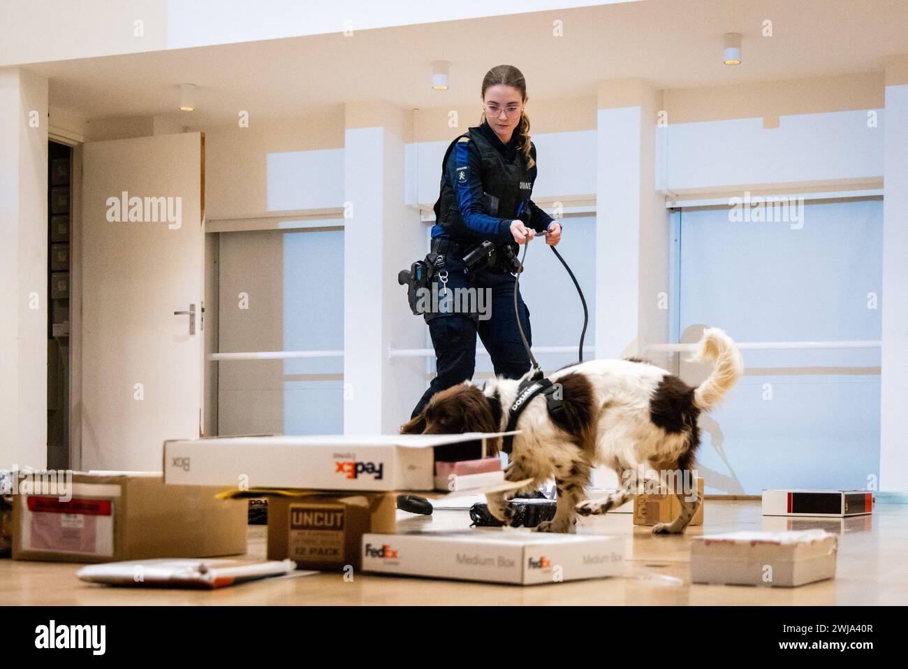 ILLUSTRATION - Un chien renifleur suit une piste odorante lors d'une démonstration par l'équipe Hit and Run Post (HARPE). Ce partenariat entre la police, le ministère public et les douanes se concentre principalement sur l'envoi de marchandises illégales, telles que les drogues, par courrier international. ANP JEFFREY GROENEWEG pays-bas OUT - belgique OUT Banque D'Images