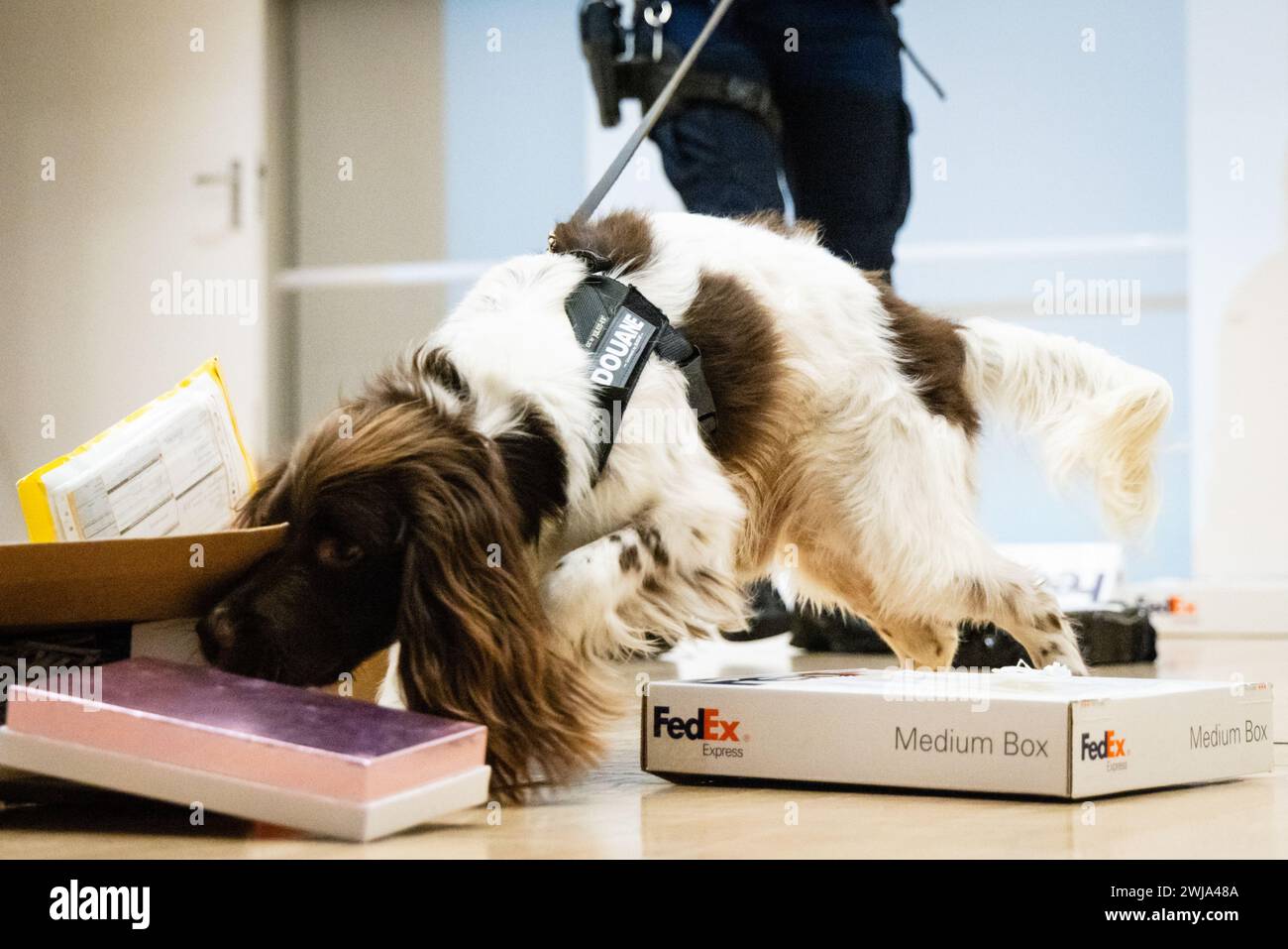 ILLUSTRATION - Un chien renifleur suit une piste odorante lors d'une démonstration par l'équipe Hit and Run Post (HARPE). Ce partenariat entre la police, le ministère public et les douanes se concentre principalement sur l'envoi de marchandises illégales, telles que les drogues, par courrier international. ANP JEFFREY GROENEWEG pays-bas OUT - belgique OUT Banque D'Images