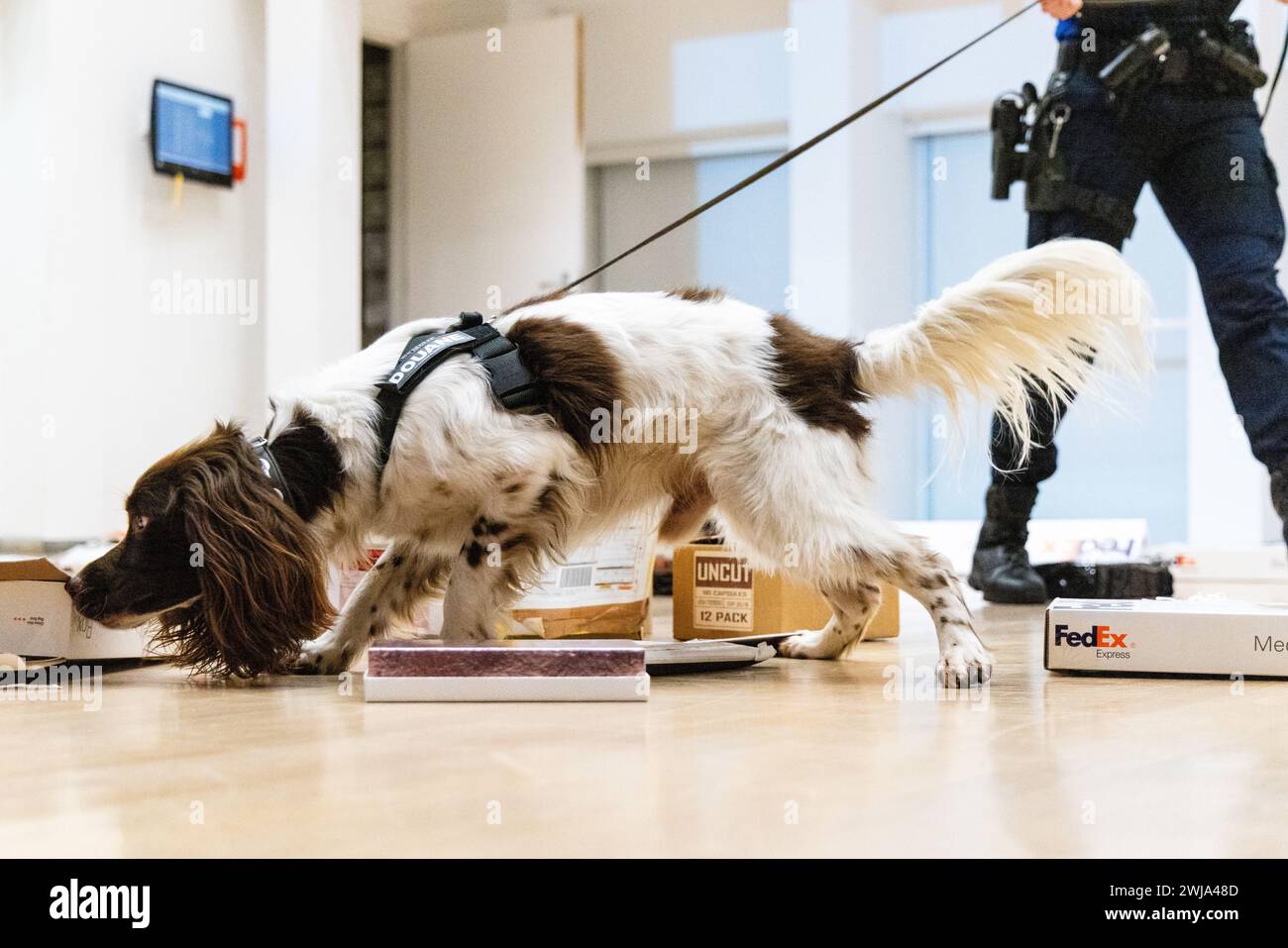ILLUSTRATION - Un chien renifleur suit une piste odorante lors d'une démonstration par l'équipe Hit and Run Post (HARPE). Ce partenariat entre la police, le ministère public et les douanes se concentre principalement sur l'envoi de marchandises illégales, telles que les drogues, par courrier international. ANP JEFFREY GROENEWEG pays-bas OUT - belgique OUT Banque D'Images