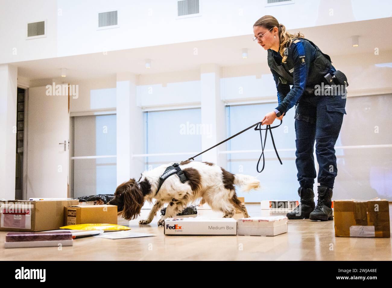 ILLUSTRATION - Un chien renifleur suit une piste odorante lors d'une démonstration par l'équipe Hit and Run Post (HARPE). Ce partenariat entre la police, le ministère public et les douanes se concentre principalement sur l'envoi de marchandises illégales, telles que les drogues, par courrier international. ANP JEFFREY GROENEWEG pays-bas OUT - belgique OUT Banque D'Images