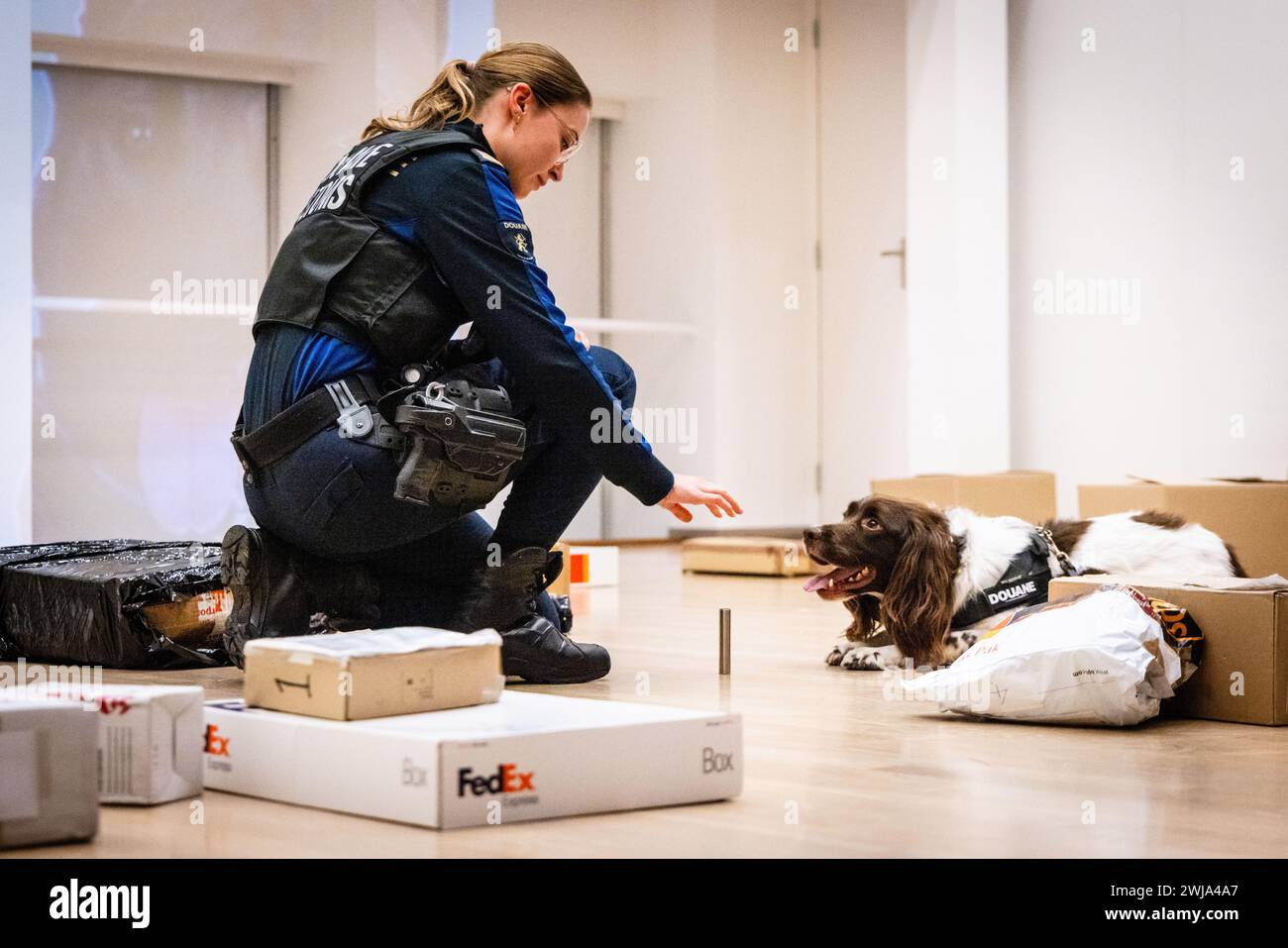 ILLUSTRATION - Un chien renifleur suit une piste odorante lors d'une démonstration par l'équipe Hit and Run Post (HARPE). Ce partenariat entre la police, le ministère public et les douanes se concentre principalement sur l'envoi de marchandises illégales, telles que les drogues, par courrier international. ANP JEFFREY GROENEWEG pays-bas OUT - belgique OUT Banque D'Images