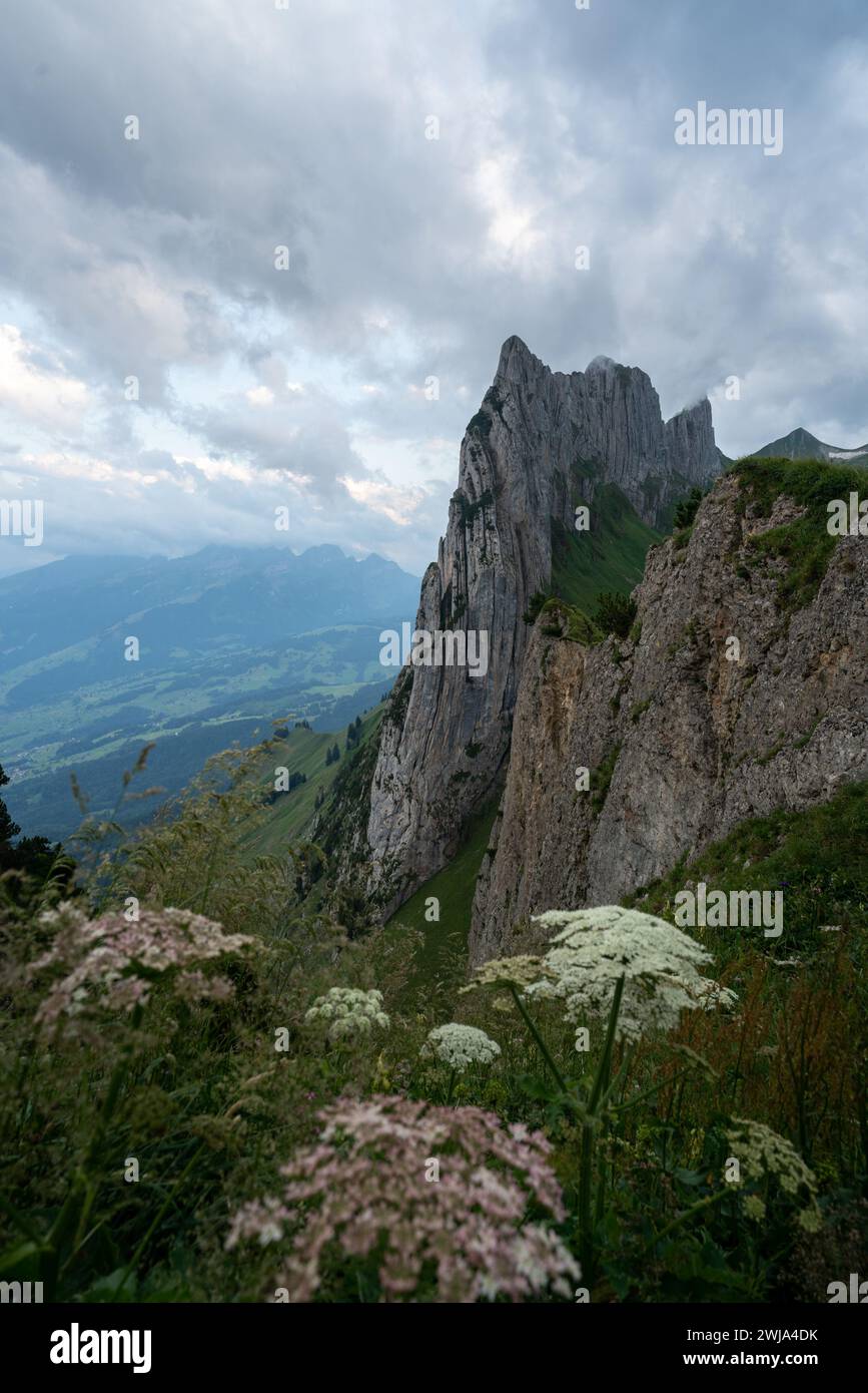 Vue panoramique sur les falaises majestueuses de la région d'Appenzell, avec des fleurs sauvages au premier plan. Banque D'Images