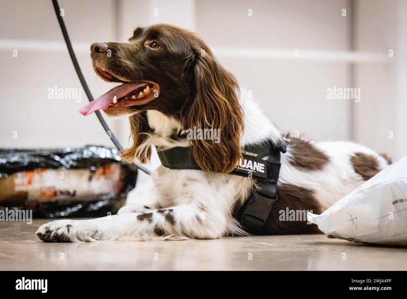 ILLUSTRATION - Un chien renifleur suit une piste odorante lors d'une démonstration par l'équipe Hit and Run Post (HARPE). Ce partenariat entre la police, le ministère public et les douanes se concentre principalement sur l'envoi de marchandises illégales, telles que les drogues, par courrier international. ANP JEFFREY GROENEWEG pays-bas OUT - belgique OUT Banque D'Images