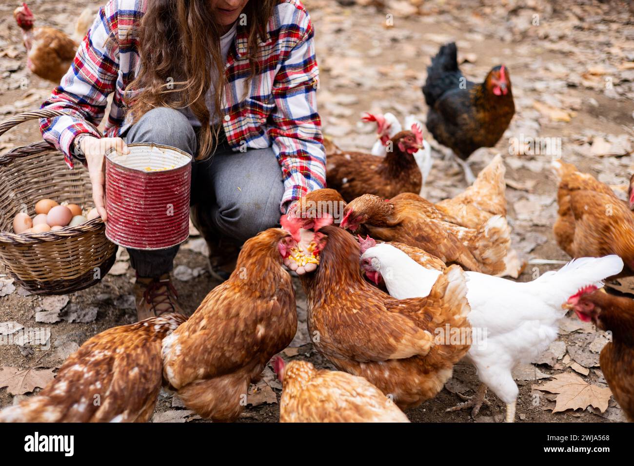 Heureuse jeune femme fermière à la main nourrissant du maïs aux poulets. Bien-être animal et soins dans une ferme biologique. Banque D'Images