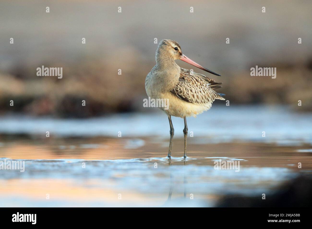 Un godwit à queue barrée se dresse dans les eaux côtières pendant son passage migratoire au large des côtes des Asturies Banque D'Images