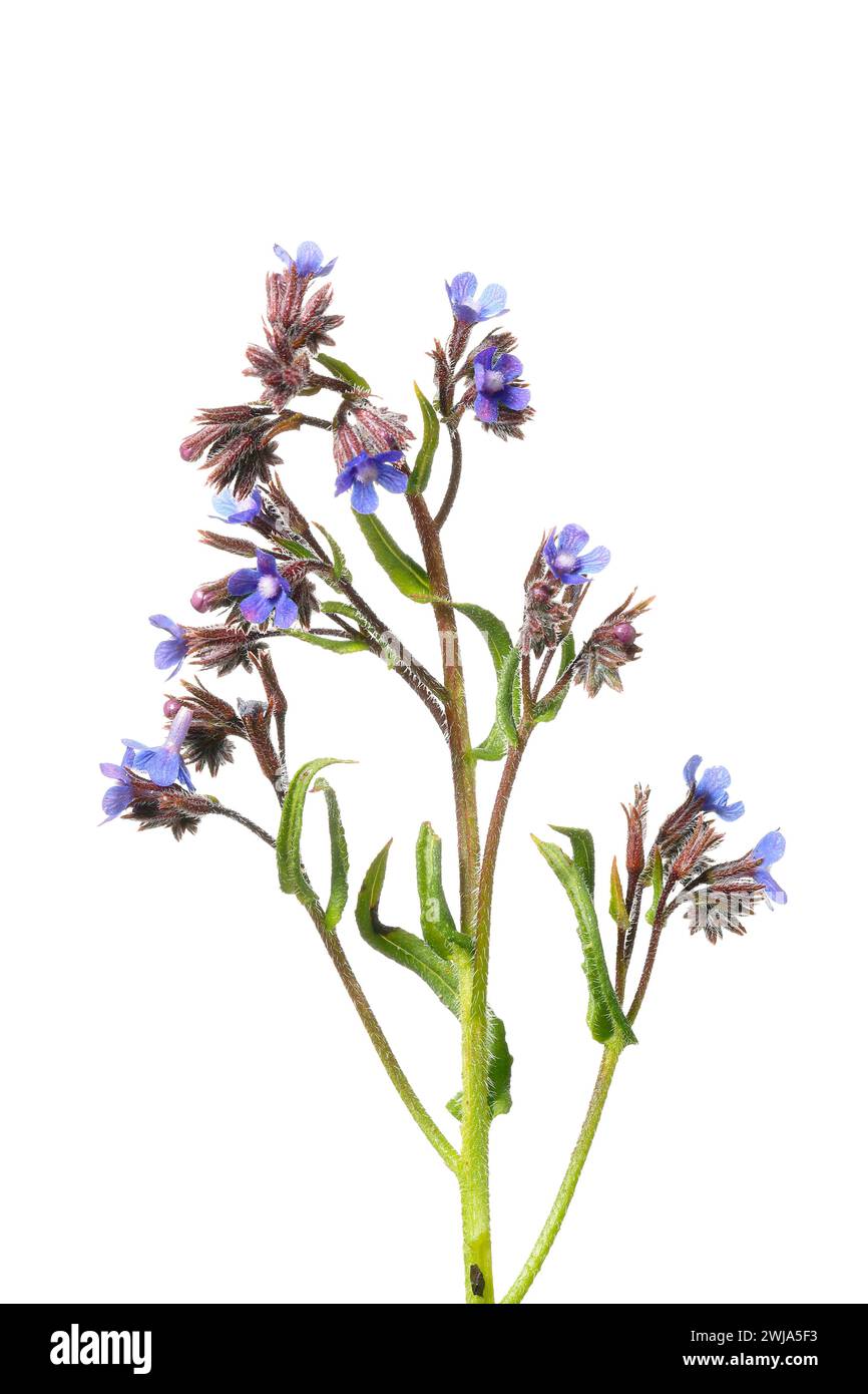 Image en gros plan de la centaurée de montagne fleurie ou Centaurium erythraea isolée sur fond blanc, mettant en valeur ses délicats pétales bleus. Banque D'Images