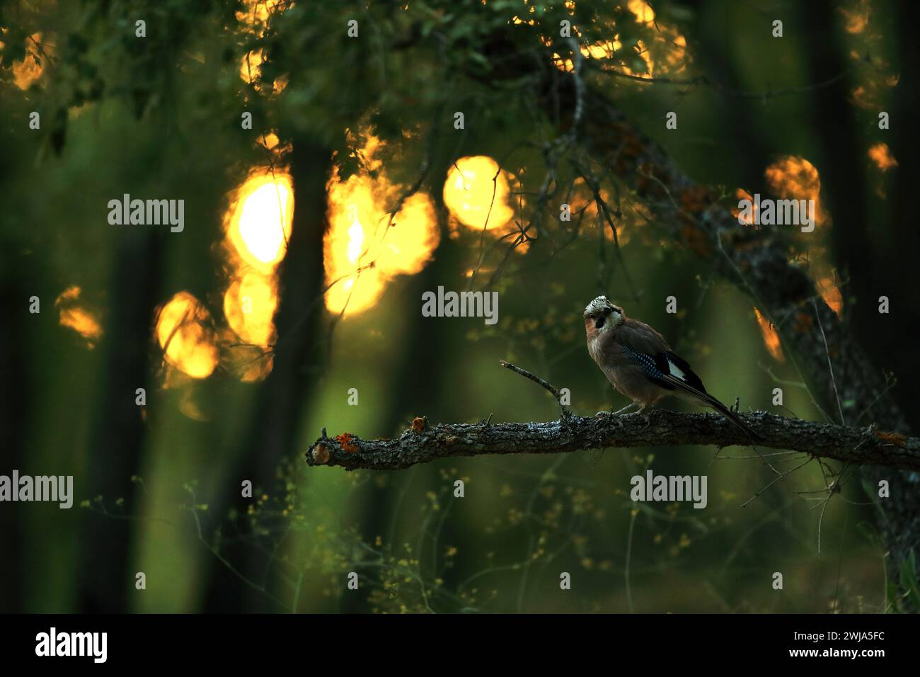 Une image capturant la beauté sereine d'un jay Garrulus glandarius, spécimen perché sur une branche d'arbre au milieu d'une forêt de rêve illuminée par th Banque D'Images