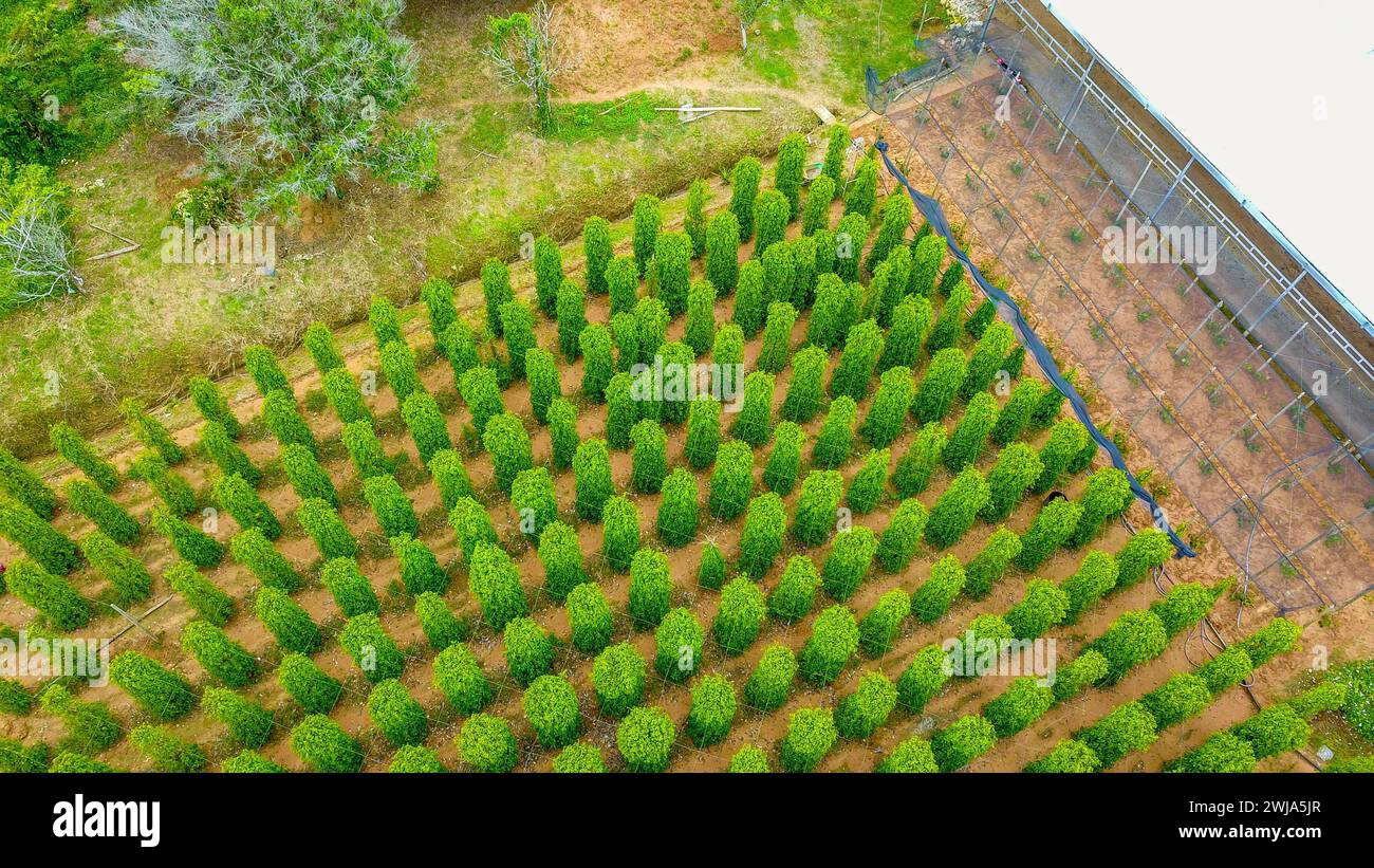 Vue aérienne de la plante de poivre noir dans l'île de Phu Quoc, Vietnam Banque D'Images
