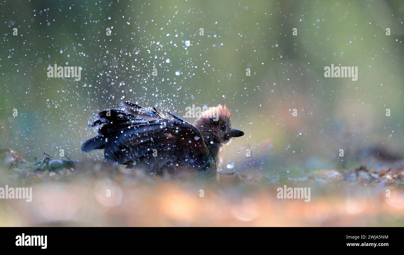 Un Jay européen éclaboussant des gouttelettes d'eau pendant un bain dans le cadre naturel de la forêt Banque D'Images