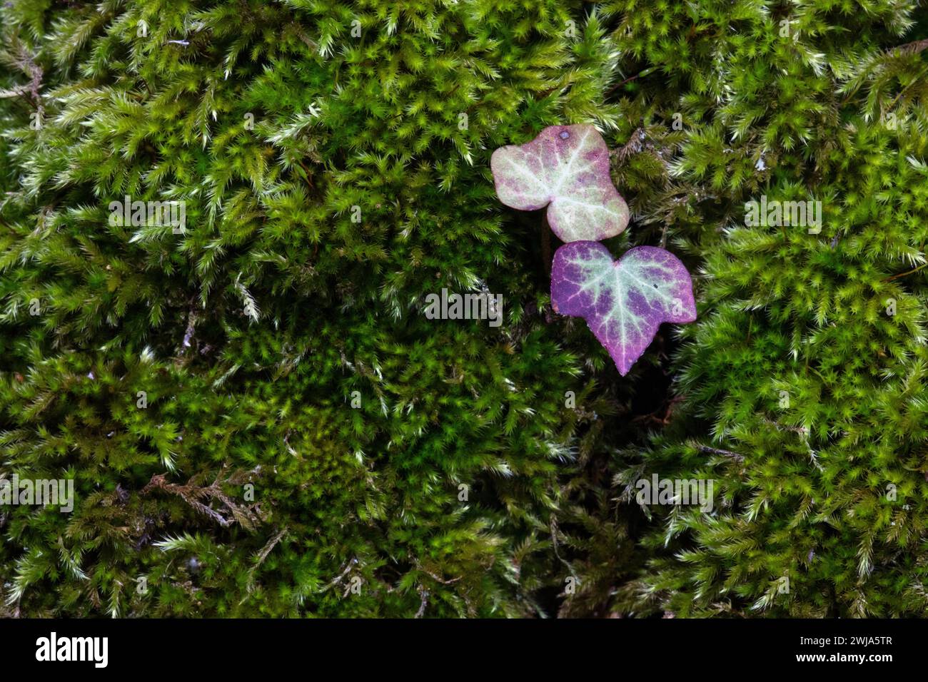Une fleur sauvage violette singulière émerge d'un tapis luxuriant de mousse verte, mettant en valeur la beauté naturelle trouvée dans les paysages de la Mancha, Castilla la Banque D'Images